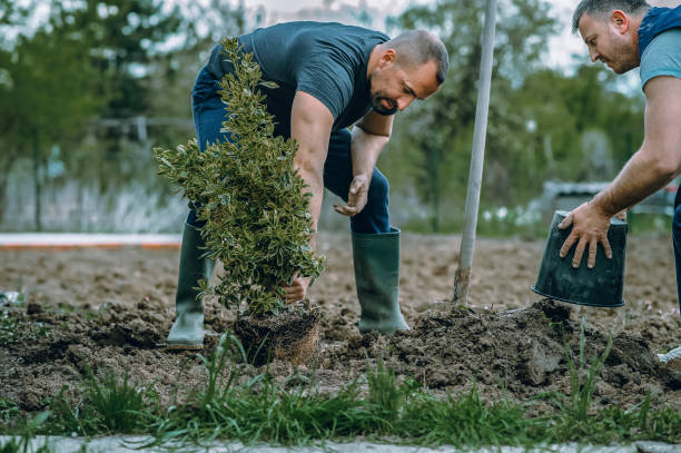 Best Lawn Disease Treatment  in Fort Bragg, CA